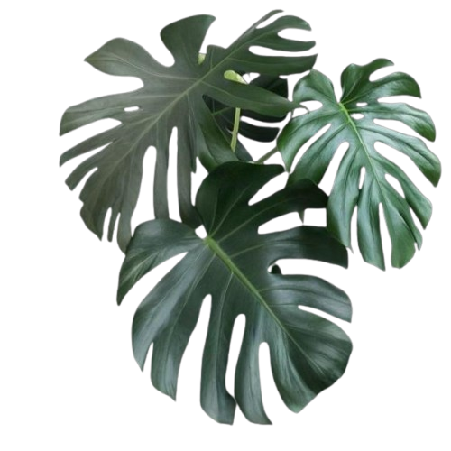 Daun Monstera